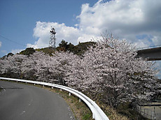Sakura5