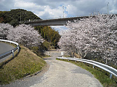 Sakura6